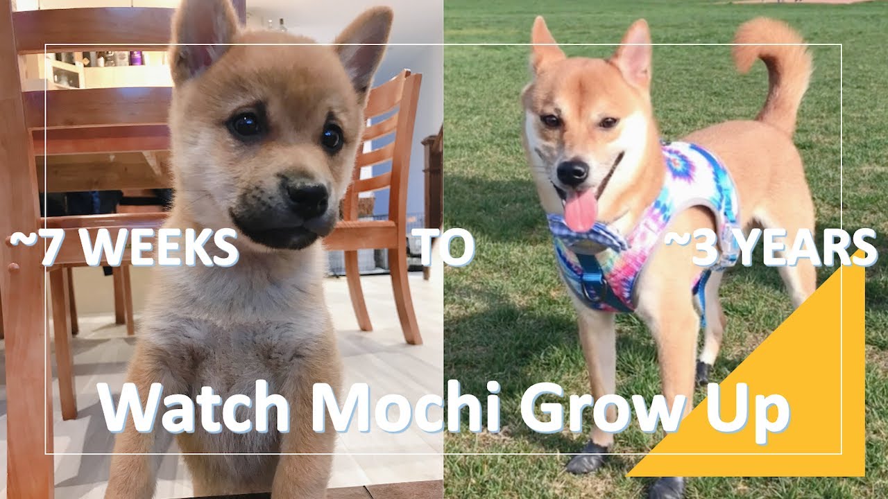 Shiba Inu Puppy Growing Up (7 Weeks to 3 Years) | Compilation of Mochi