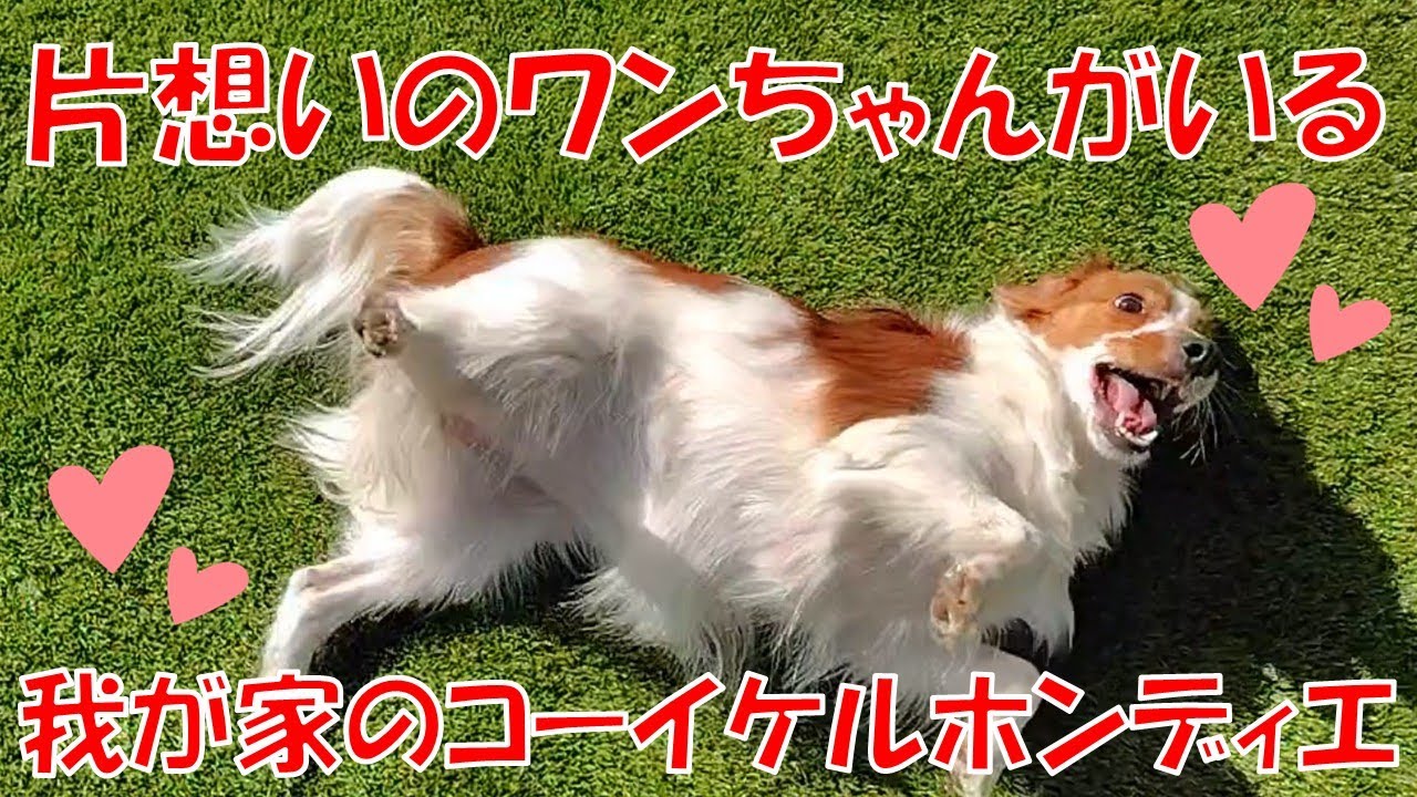 犬見知りの犬、恋をする【コーイケルホンディエ】
