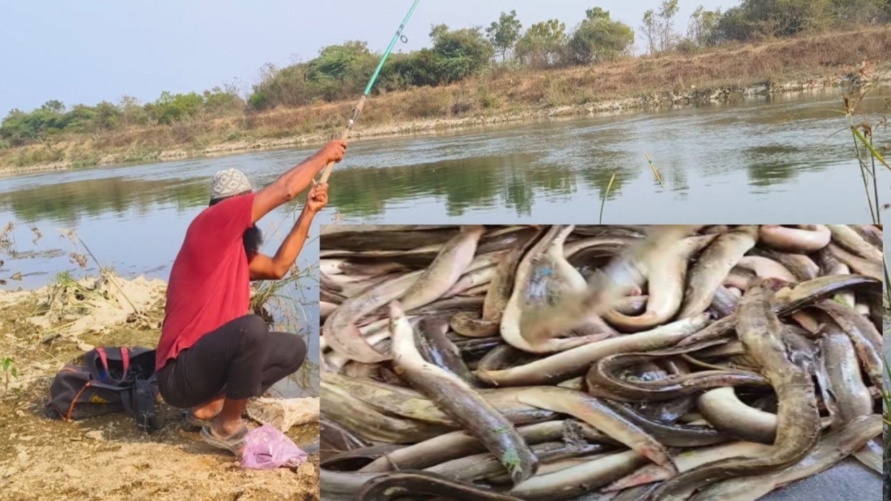 సింగల్ ఉక్కు నైస్ కుంటి ముక్కులు#food #fish 👍👍🌹🌹 baam village fishing 