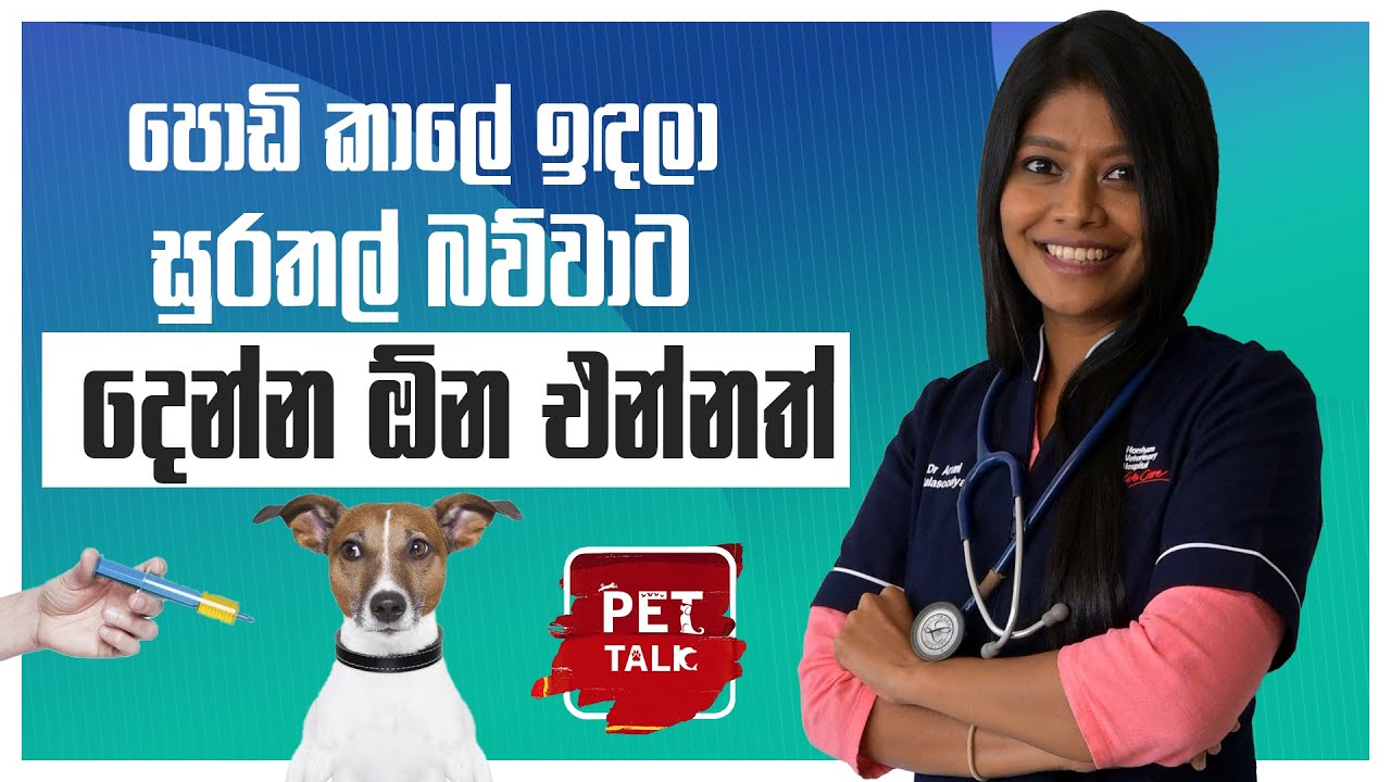පොඩි කාලේ ඉඳලා සුරතල් බව්වාට දෙන්න ඕන එන්නත් | dog vaccination schedule | Pet Talk