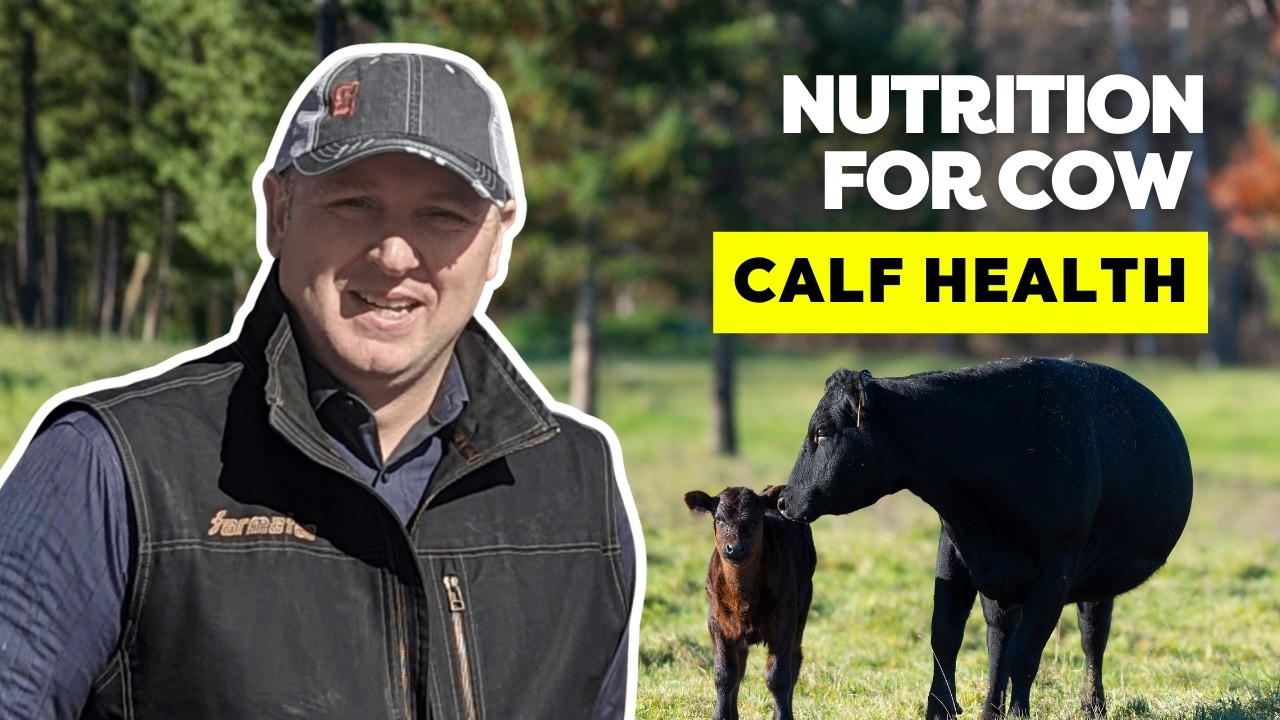 How Cow Nutrition Shapes Calf Outcomes - Paul Mitchell