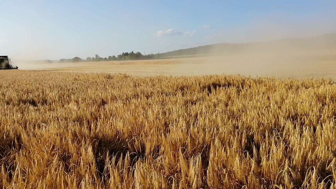 Őszi árpa aratás Sármellék 2021.