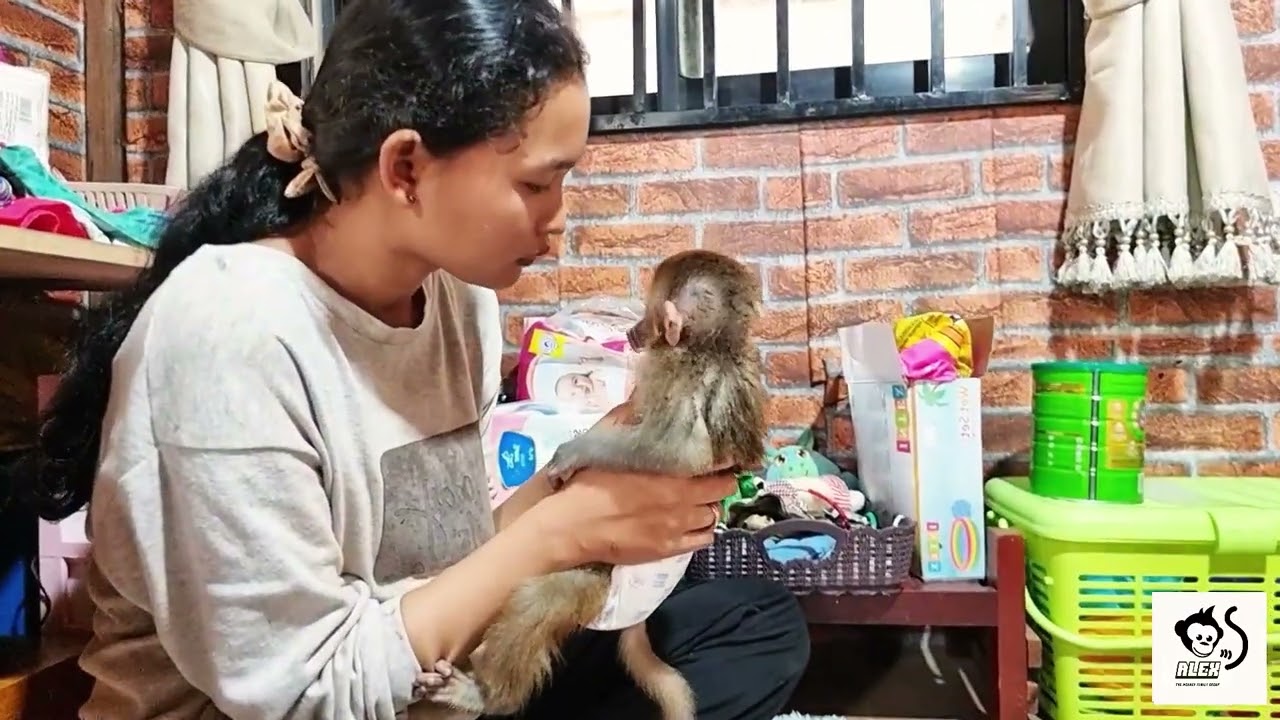 The monkey is very hppy to play