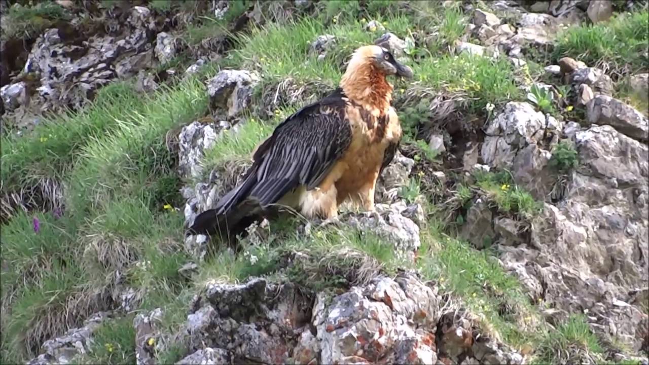 Gypaètes Barbus et Vautours Fauves Massif du Bargy Haute Savoie