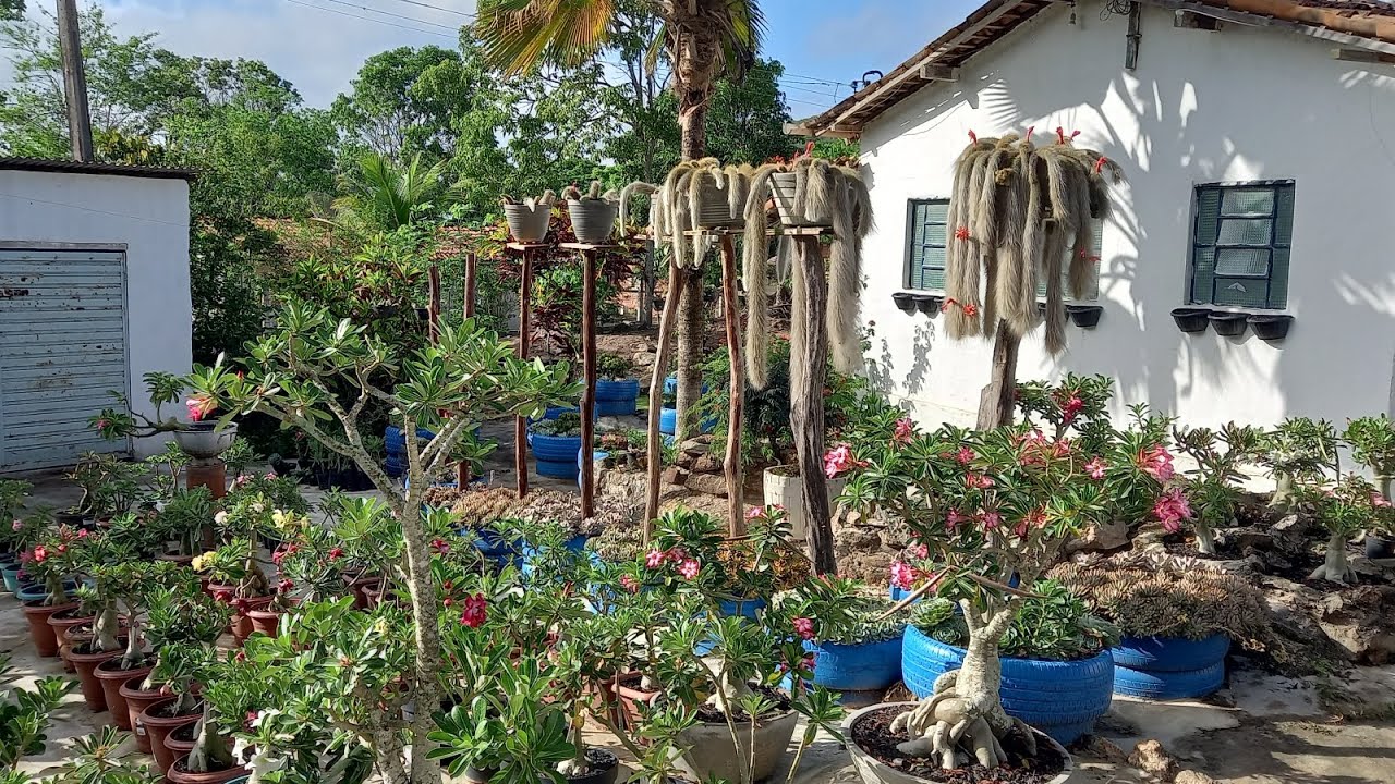 Comentário negativo + milagre da água oxigenada nas rosas do deserto 