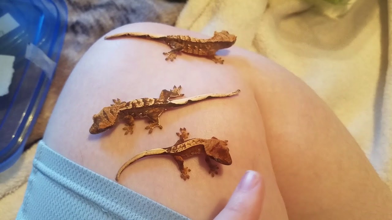 Crested Gecko Hatchling & Juvenile Care Tips