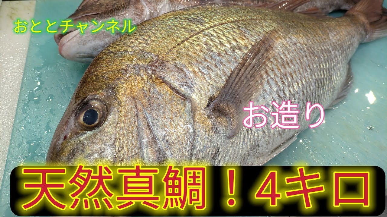 [魚の捌き方]天然真鯛捌き方！お造り