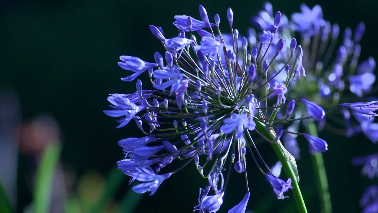 Poison Flowers