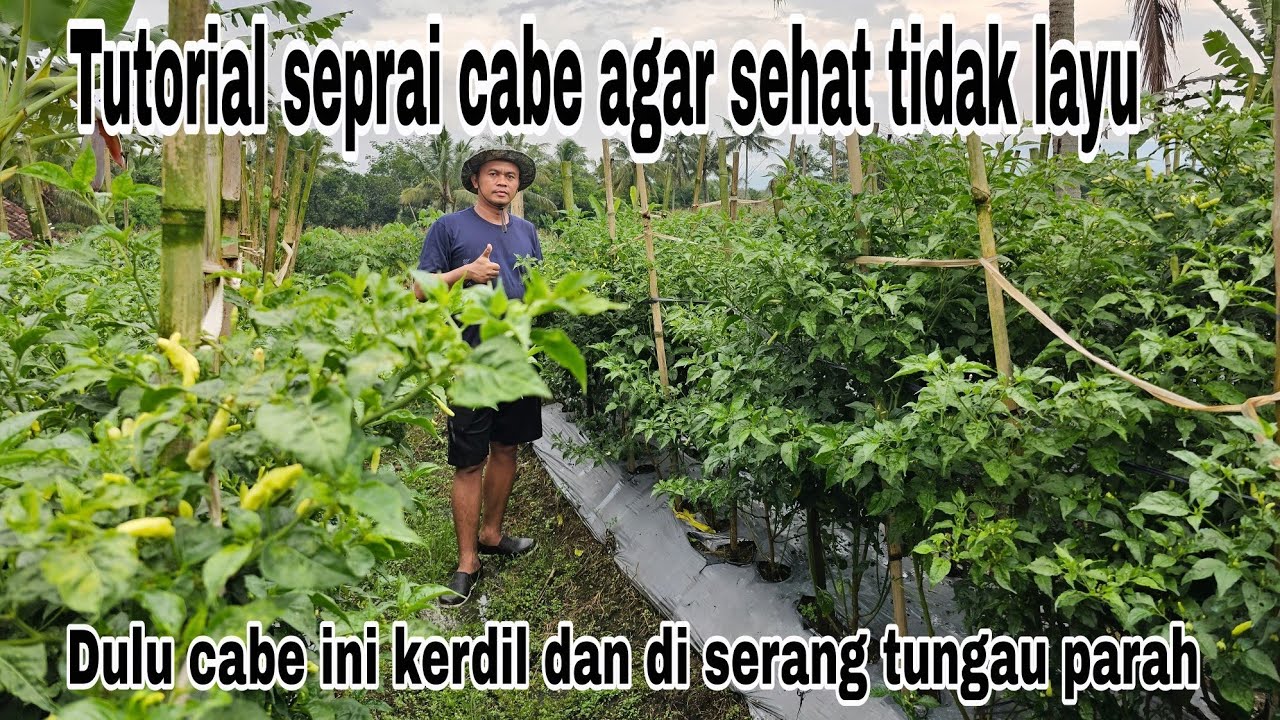 Bibit cabai terbaru tahan virus gemini dan layu fusarium