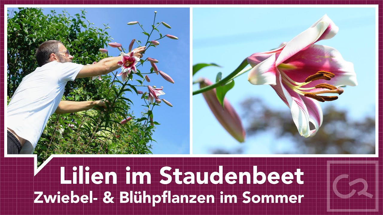 Lilien im Staudenbeet – Blühpflanzen im Sommer