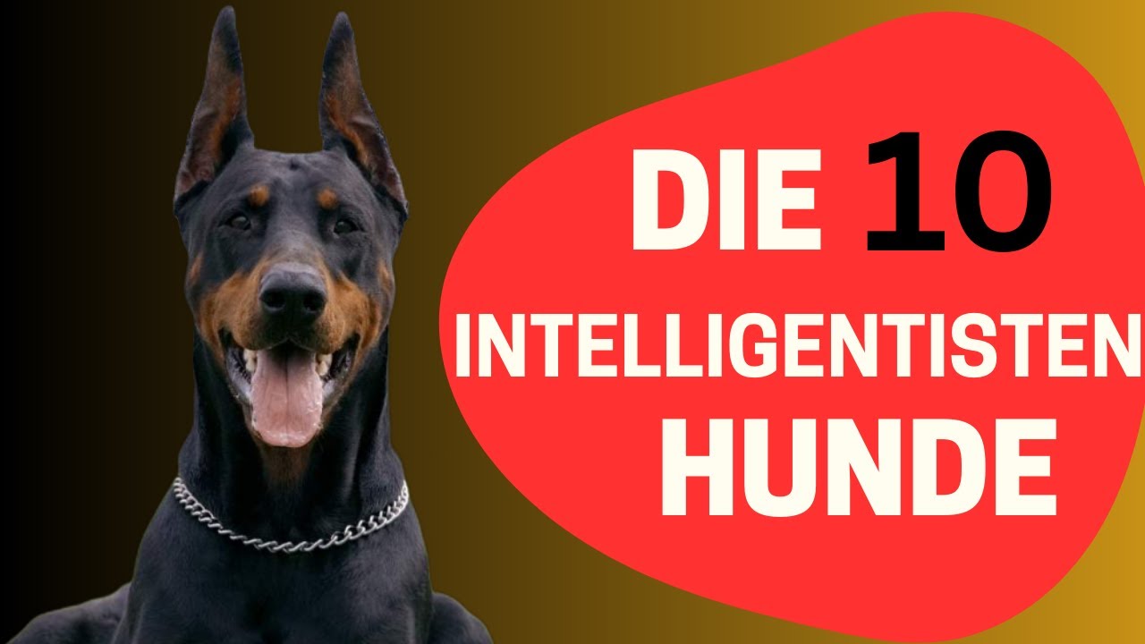 Top 10  Die intelligentesten Hunderassen der Welt – Platz 1 überrascht!