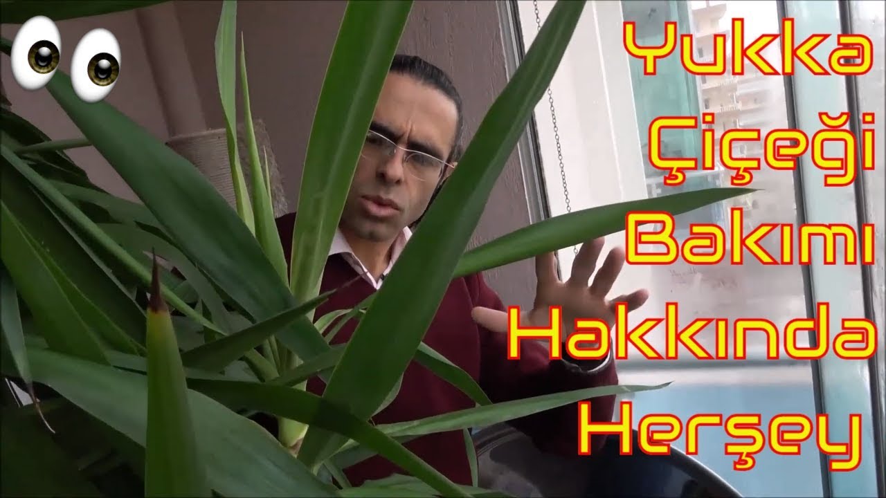 Yukka (Hançer & Avize) Çiçeği Bakımı (Sulama, Budama, Çoğaltma)