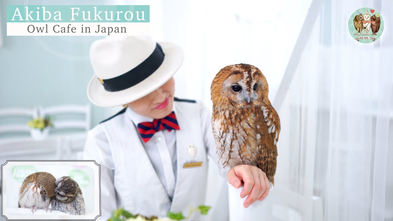 Room Information | with Owl Concierge