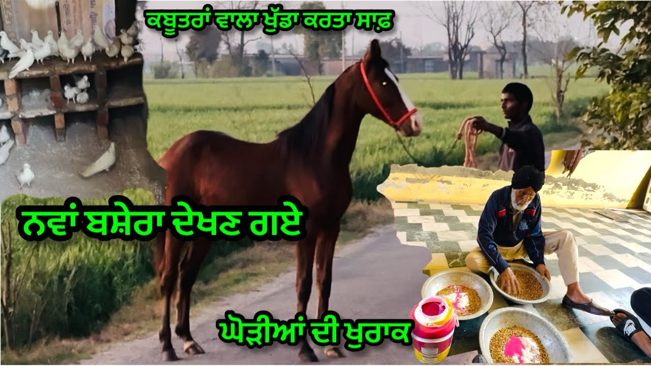 ਨਵਾਂ ਬਸ਼ੇਰਾ ਦੇਖਣ ਗਏ ॥ਕਬੂਤਰਾਂ ਵਾਲਾ ਖੁੱਡਾ ਕਰਤਾ ਸਾਫ਼ ॥ਘੋੜੀਆਂ ਦੀ ਖੁਰਾਕ॥#trending #viral #horse #pigeon 