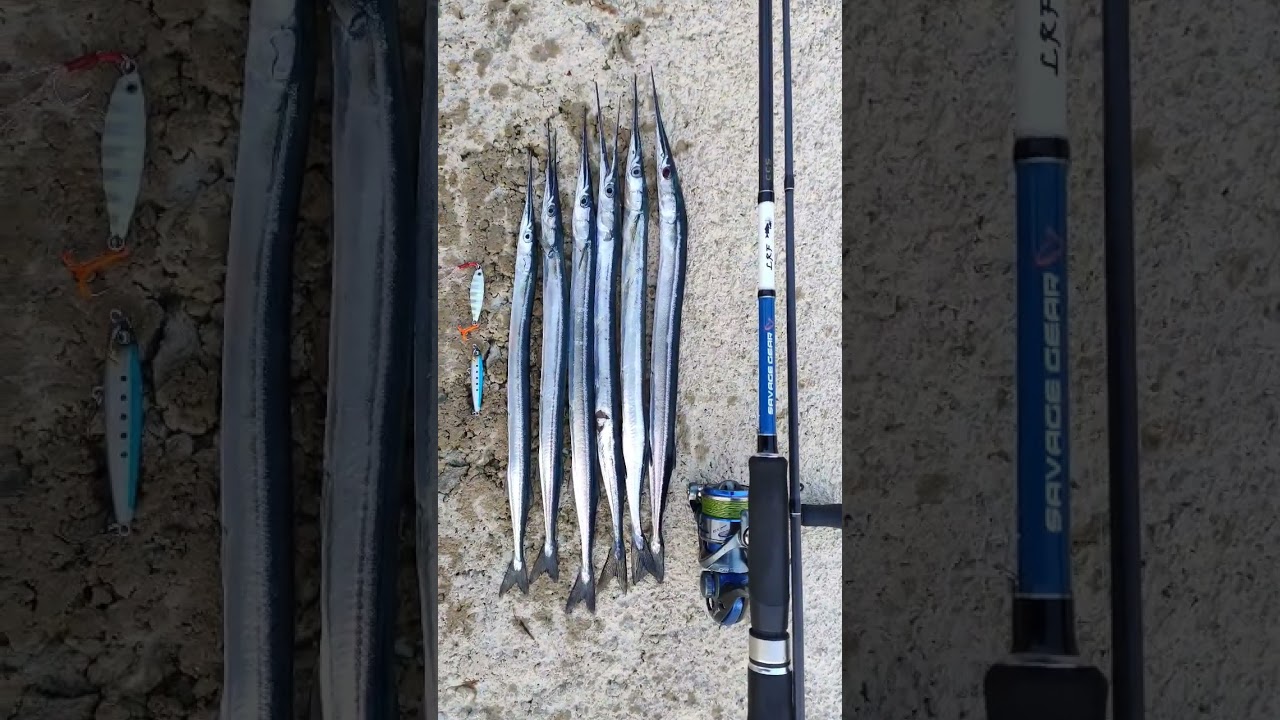 Zargana Avı #zargana #zarganaavı #balıkavı #needlefish #fish #fishing #hanfish