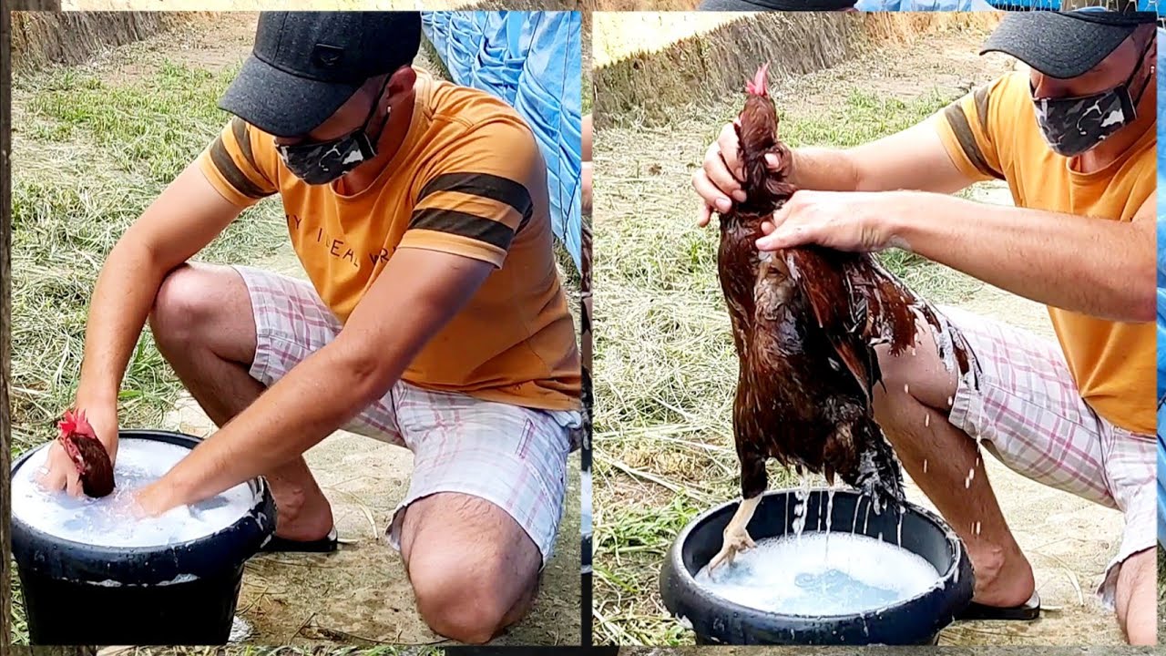 Como combater / acabar e eliminar de vez o piolho de galinhas‼️ 🐓🐓