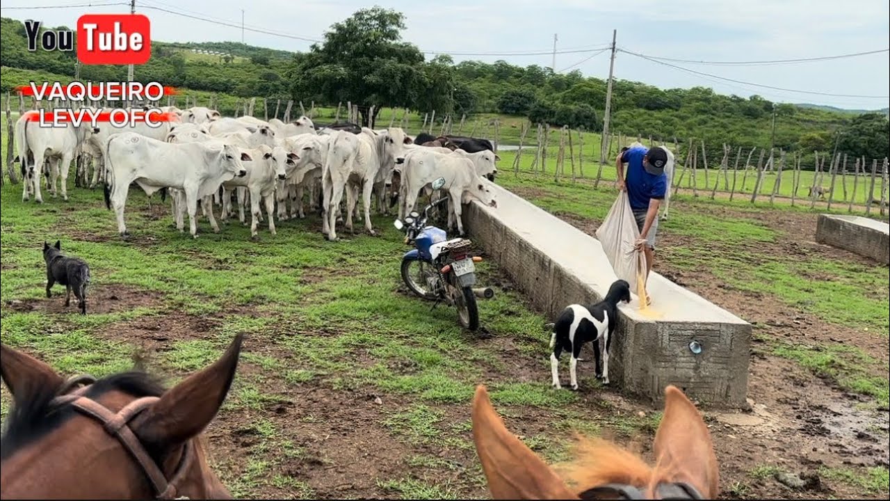 A TURMA DO PARQUE GUARANI,BOTANDO RAÇÃO PRO GADO