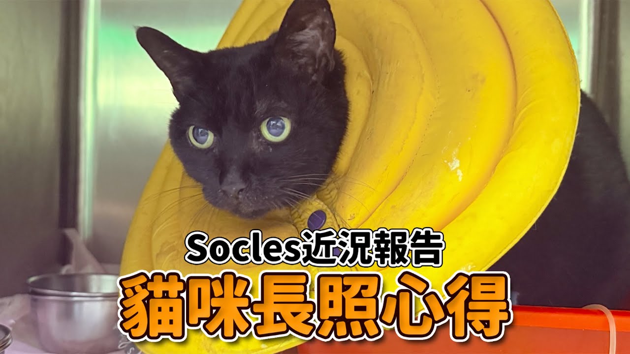 【貓咪長照心得！Socles近況報告！】志銘與狸貓