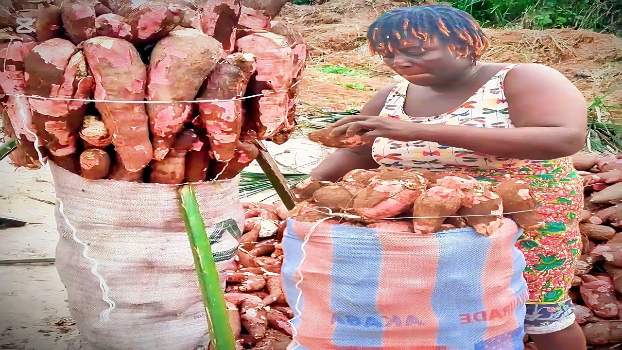 A Day In The Life Of Cassava Farmers & Traders In Africa (Ghana) episode 2