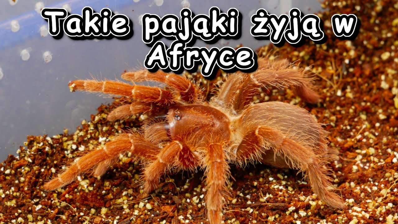 Pelinobius muticus czyli aż strach się bać hahahaha😂