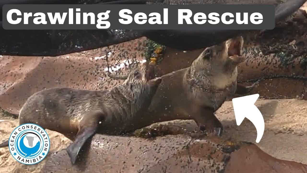 Baby Seal Stalked and Rescued from Entanglement