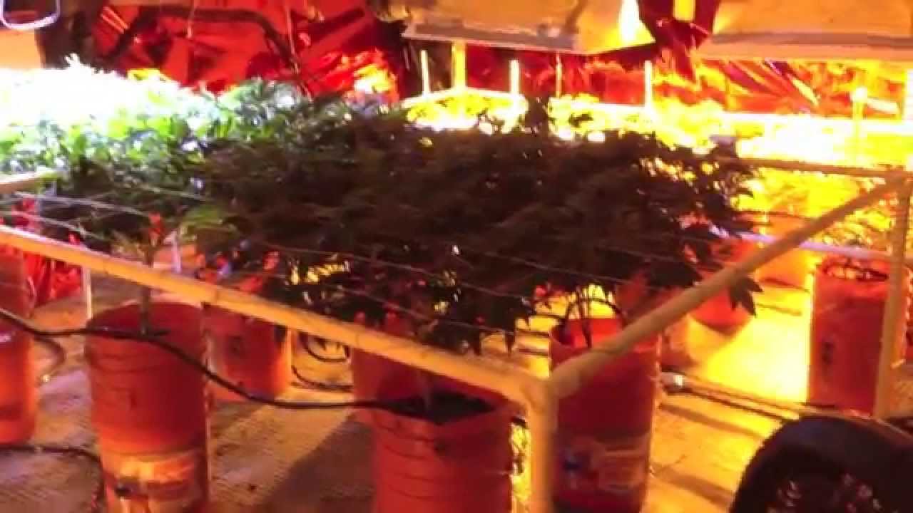 5000w on movers, 3 strain ep10-14, SCROG, NO Co2, Heavy 16 vs CropDoc Holy Grail