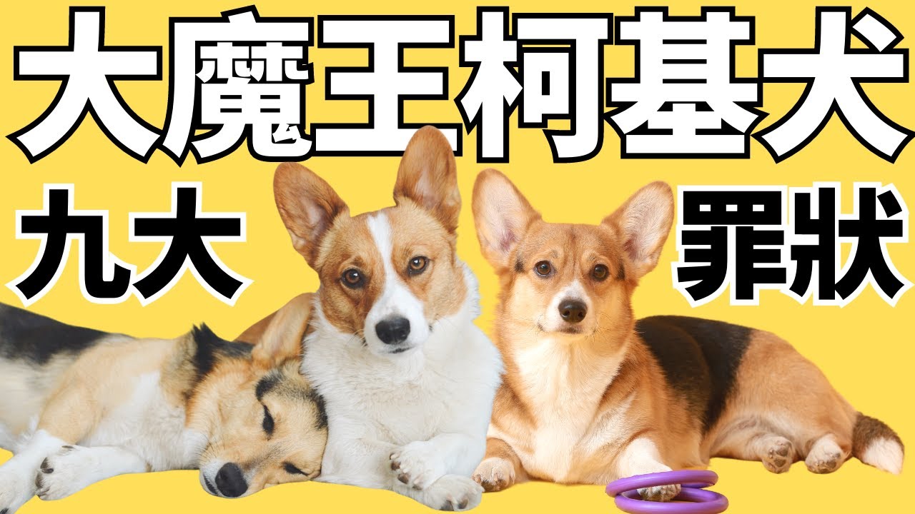 我身邊養柯基的人都曾後悔過｜【柯基9大缺點】2023 ✅ CC 中文 🐶 Why You Shouldn't Get A Pembroke Welsh Corgi ✅ CC English