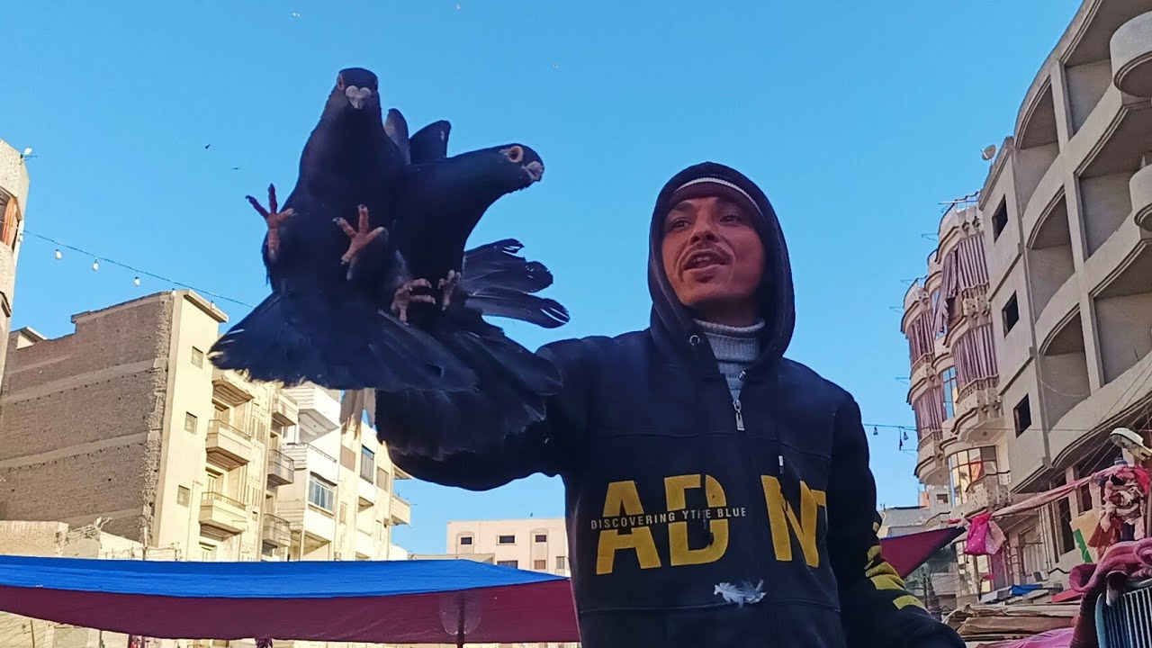 لاول مره مزاد 😱 في سوق المحله الكبرى على 🔥 الحمام بسعر التراب عشان غلوه الكلفة