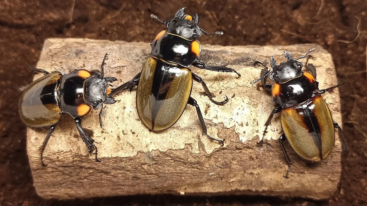 Growth process of Odontolabis Lacordairei from egg to adult! (Beetle ASMR)
