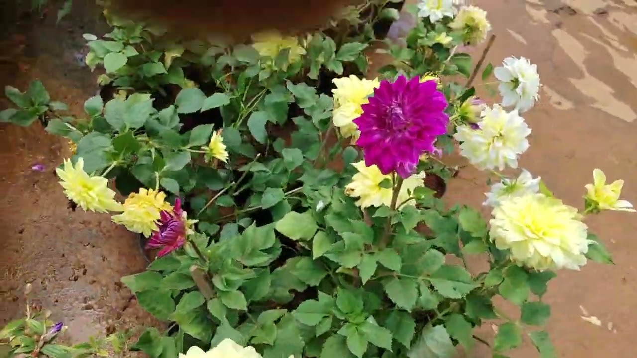ഹലോ കൂട്ടുകാരെ നിങ്ങൾക്ക് ഞാൻ ഒരു പൂന്തോട്ടം കാണിക്കാം എല്ലാവരും കാണണം സപ്പോർട്ട് ചെയ്യണേ🙏🙏🙏