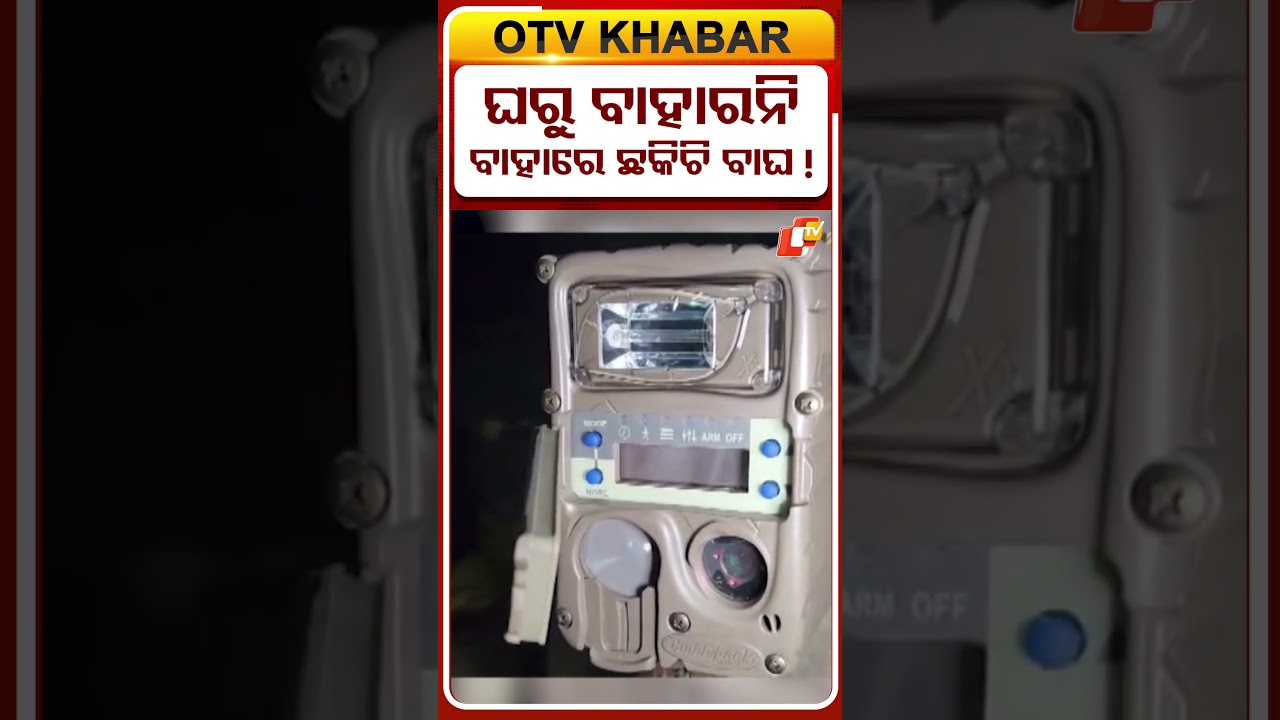 ଜୟପୁରରେ ବାଘ ଆତଙ୍କ !  #OTVShorts #Jaypure #Tiger