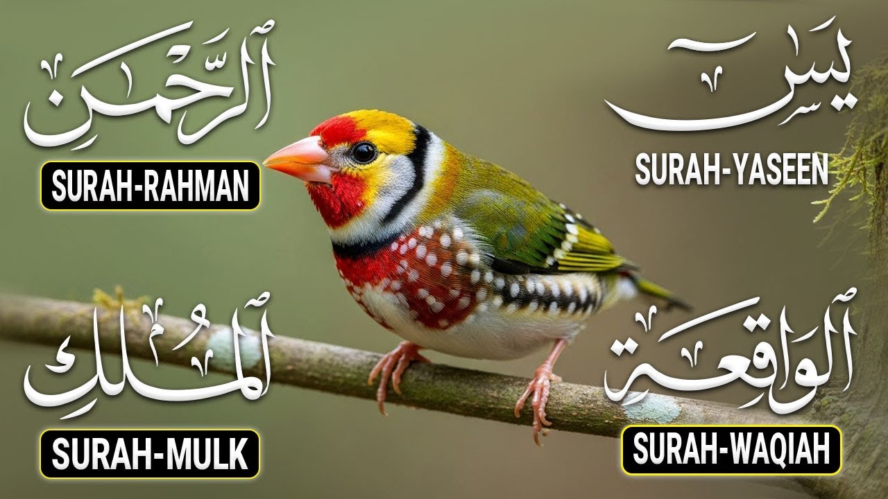 The Best Recitation Surah Yaseen (Yasin) | Surah Rahman | Surah Waqiah | Surah Mulk | By Alaa Aqel
