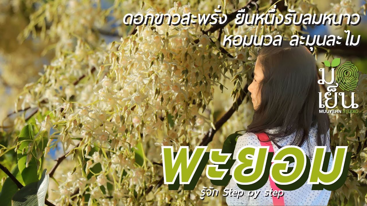 พะยอม ดอกขาวสะพรั่ง ยืนหนึ่งรับลมหนาว หอมนวล ละมุนละไม