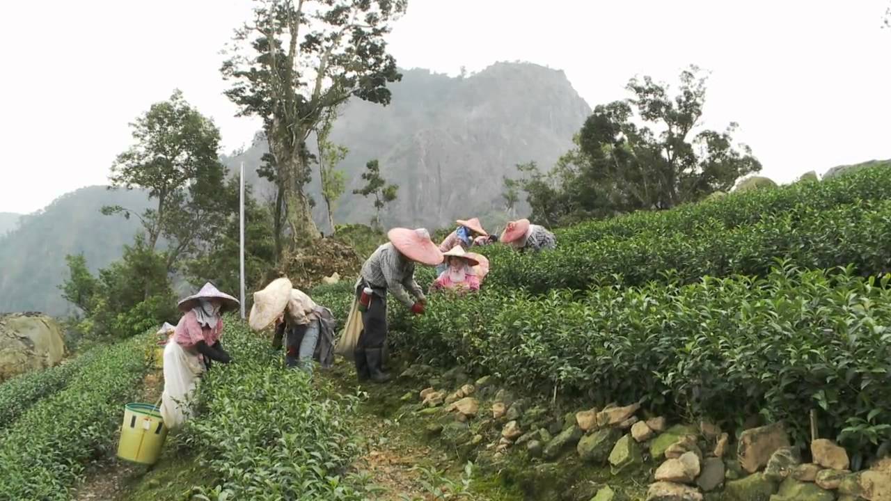 台灣高山烏龍茶 大禹嶺 . Taiwan Oolong Tea, simply the best.