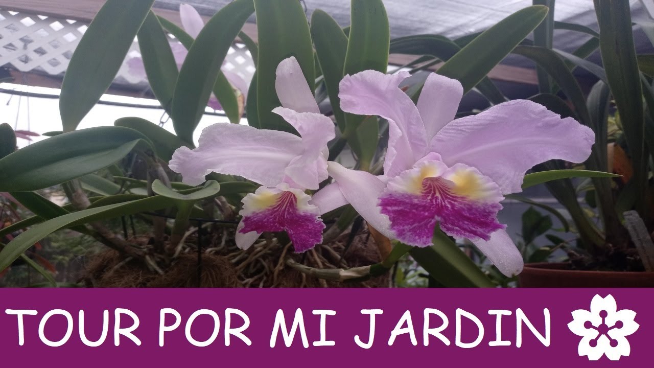 🌸 TOUR POR MI JARDIN/PARTE 2/INFLORESCENCIA@AnaOrquideasTV #tour #jardin #anaorquideastv #orquideas🌸
