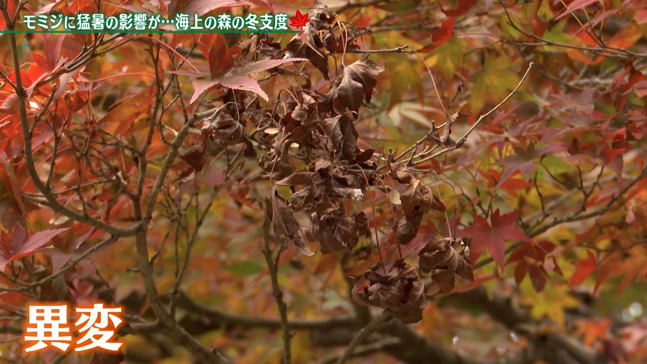 モミジに猛暑の影響が&hellip;海上の森の冬支度【アプデの森】