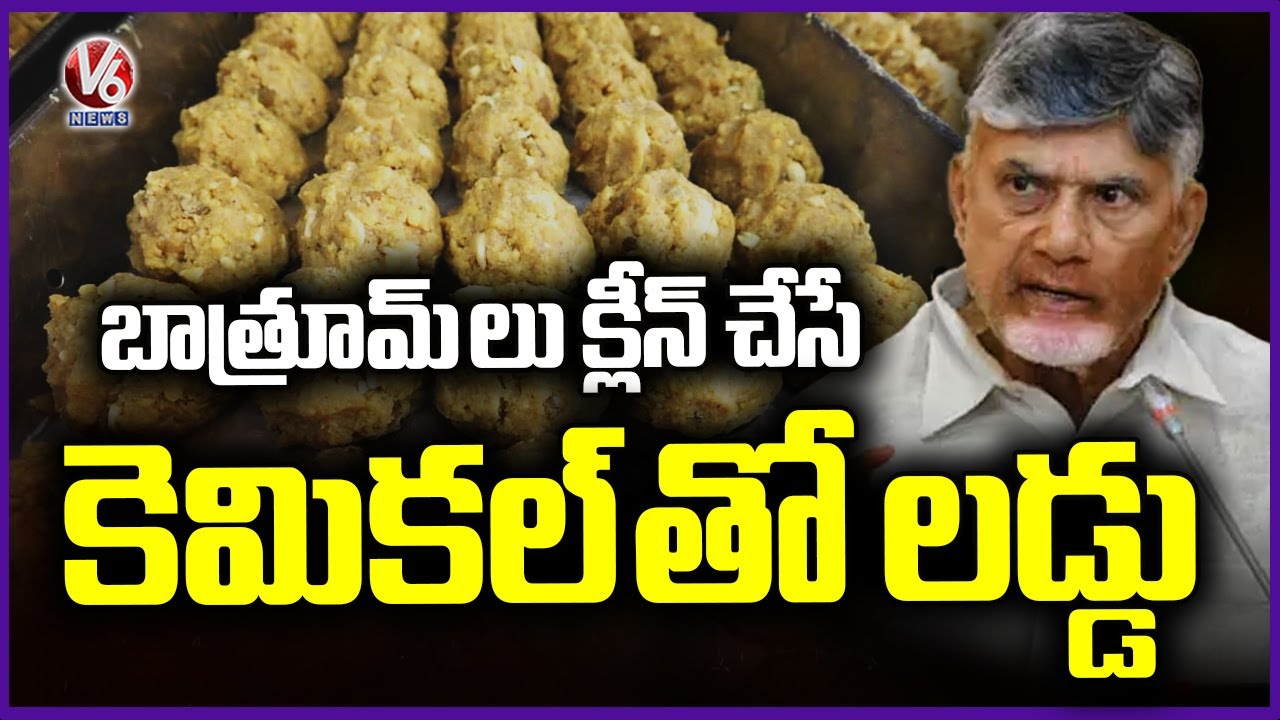 CM Chandrababu Key Remarks On Laddu Adulteration | V6 News