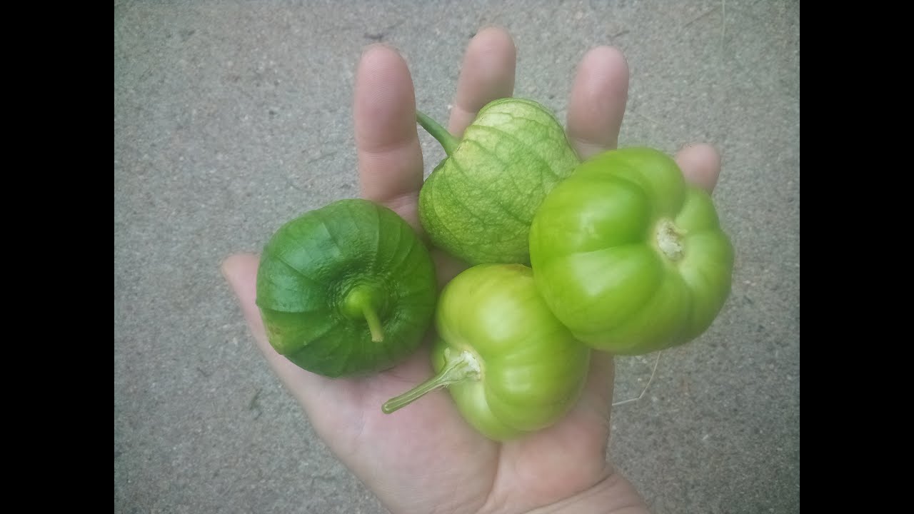 How to Grow Tomatillos In Containers - seed to harvest