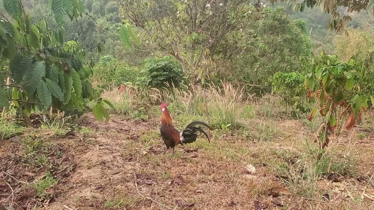 Trapping wild chickens on a coffee plantation and hearing them crow is also wonderful  03/03/2026