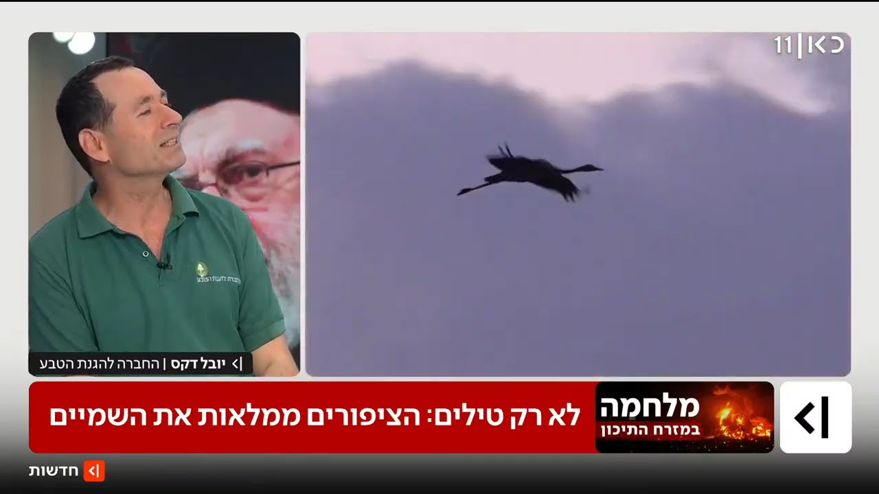 קיוית לבנת זנב בפארק אריאל שרון
