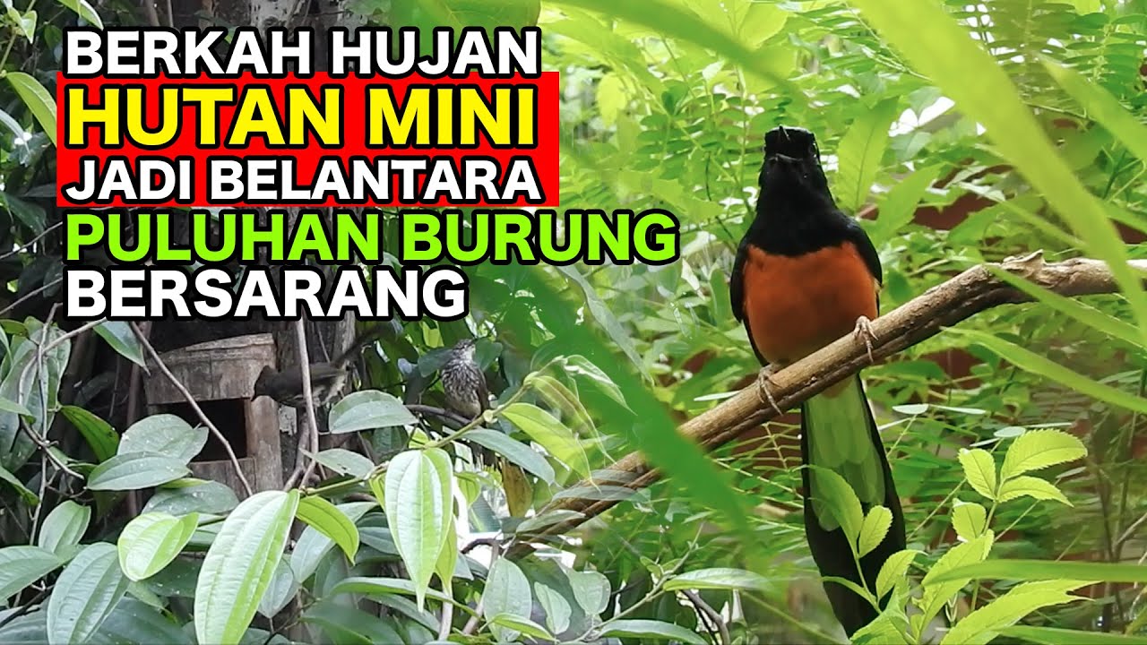 BERKAH HUJAN, HUTAN MINI JADI BELANTARA, PULUHAN BURUNG LANGSUNG BERSARANG