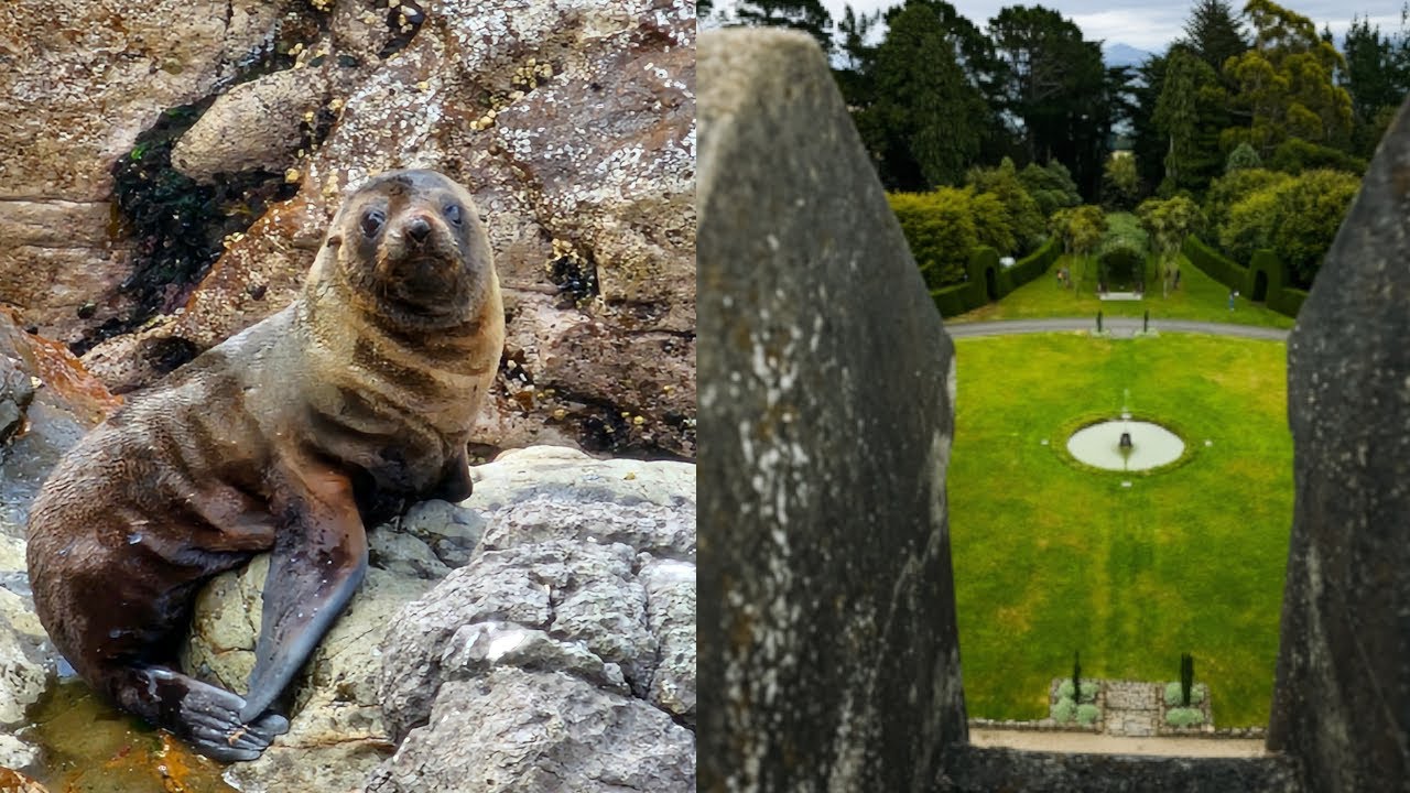 Castles, Albatross, Seals and Pinguines [Dunedin, New Zealand]