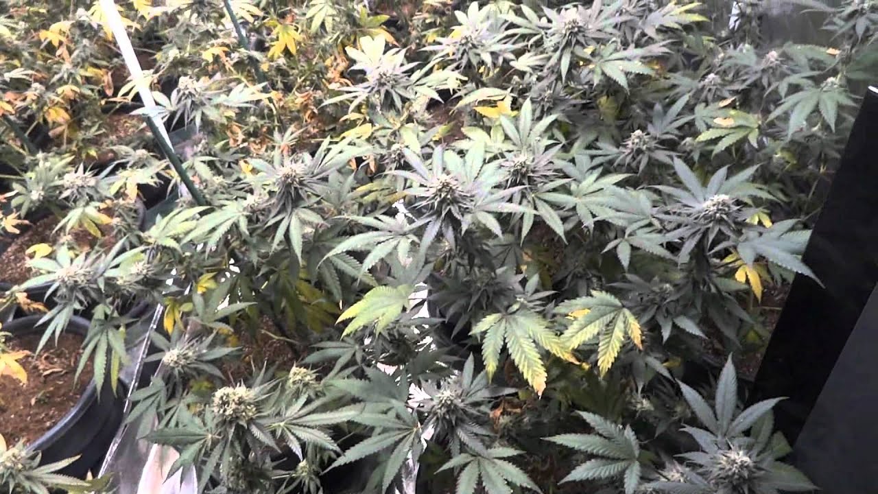 Back to Basics - Day 42 of Flower