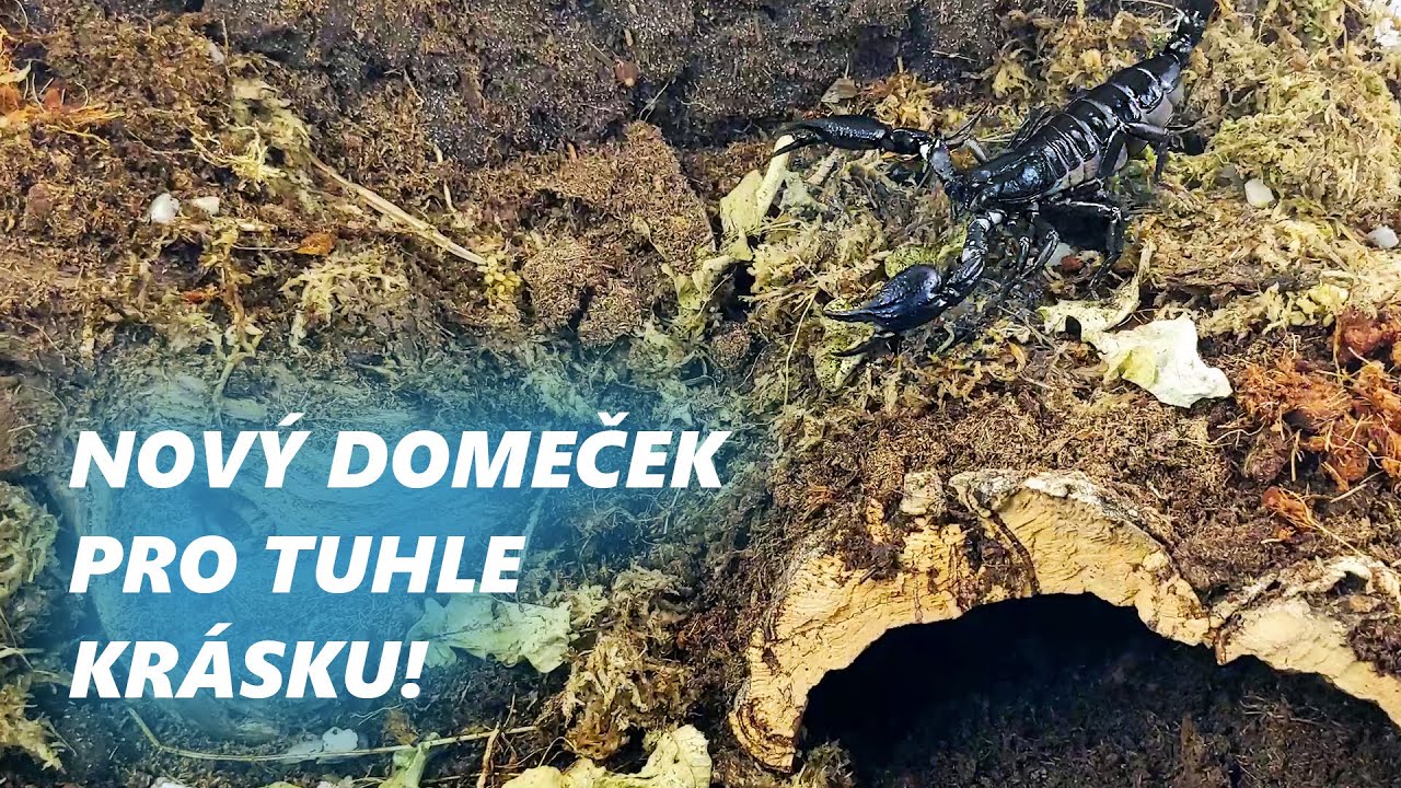 &Scaron;t&iacute;r a jeho nov&eacute; kr&aacute;lovstv&iacute;! Heterometrus petersii.