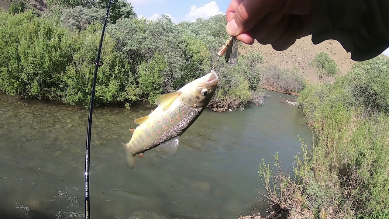 Zirvede Kırmızı Benekli Alabalık Avı/10 Dakikada 10 Alabalık/Trout Fishing