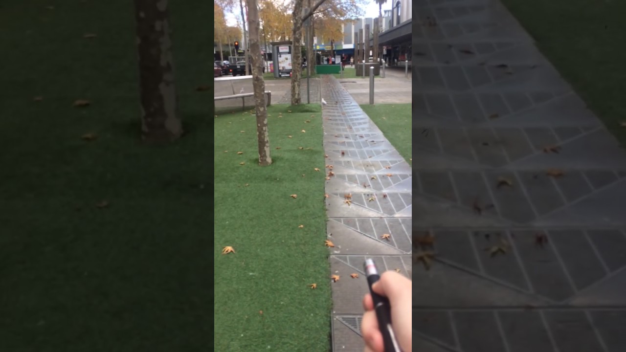 Lazer pen VS seagulls