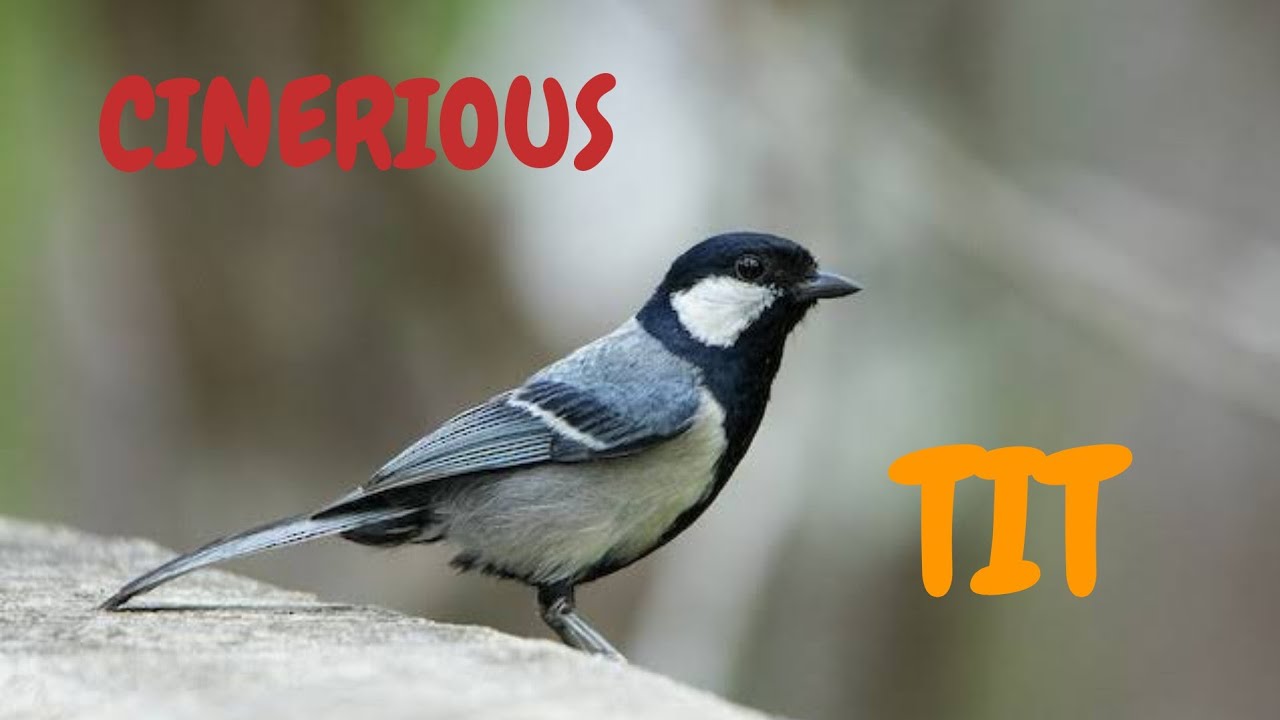 CINERIOUS TIT || LITTLE TINY CINERIOUS TIT || #viral #trending #likes #views #birds_captures #fun