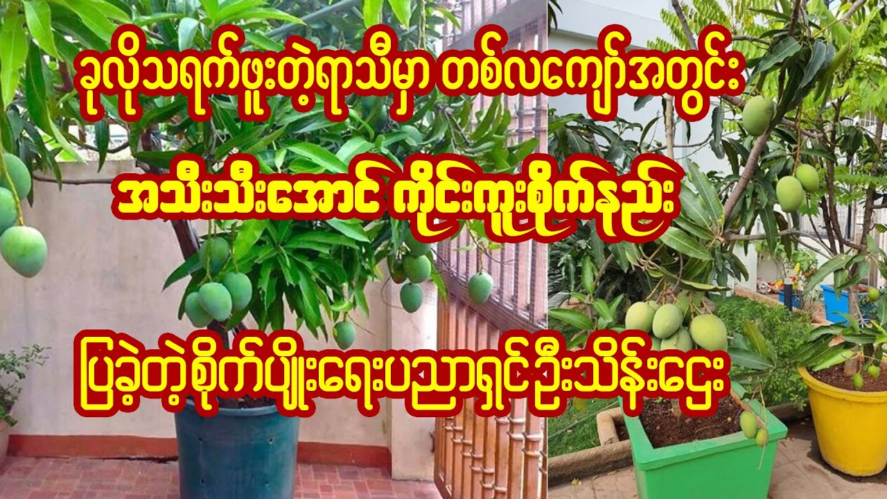 ဦးသိန်းဌေးရဲ့ တစ်လကျော်အတွင်းမှာ သရက်သီး အသီးသီးအောင်ကိုင်းကူးစိုက်နည်း