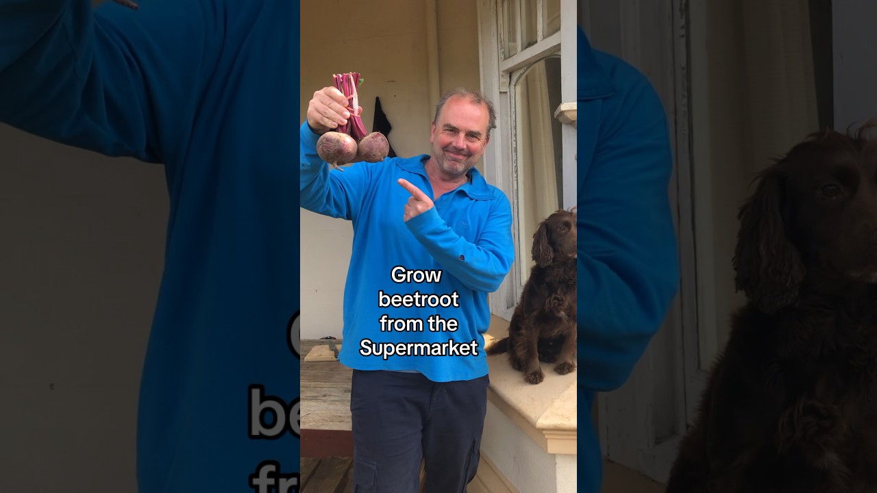 How to grow beetroot from the supermarket #growyourgroceries #growyourownfood
