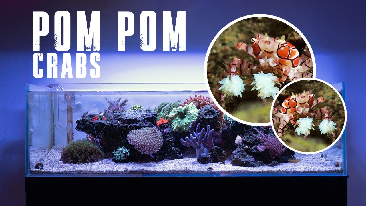 S1E5 - ADDING POM POM CRABS TO MY SHALLOW REEF TANK